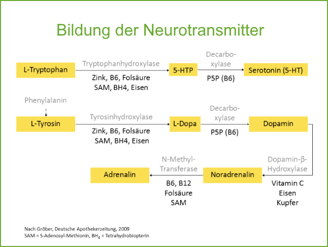 Bildung der Neurotransmitter