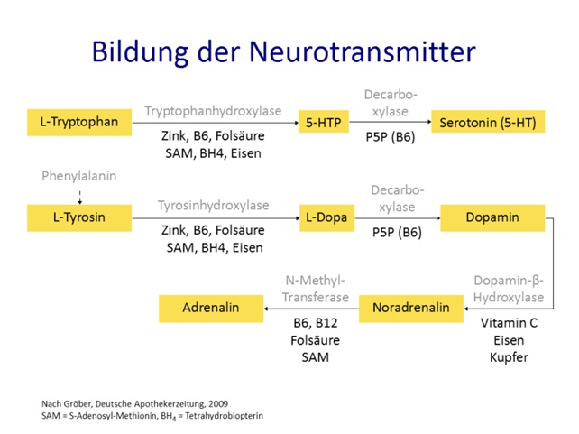 Bildung der Neurotransmitter - Hilfe bei Stress, Burnout, Depressionen und Angst