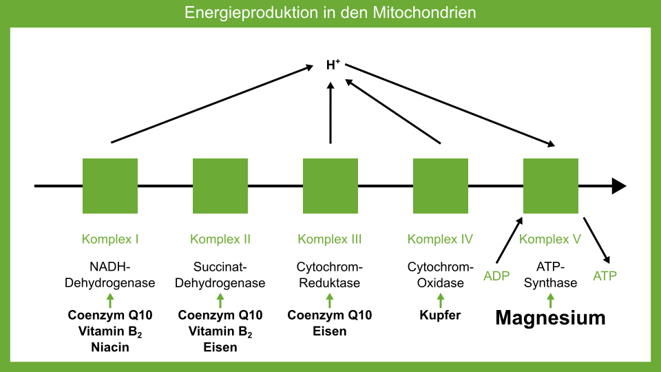 Warum Sie Magnesium nehmen sollten